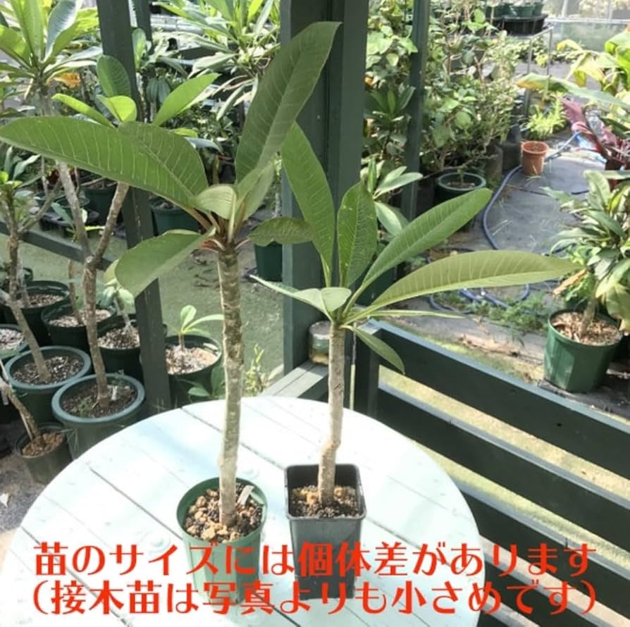 Amazon.co.jp: 【激レア品種】プルメリア接木苗 'Fire Blast
